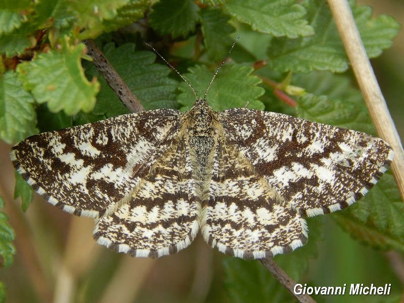 Heliomata glarearia...No, Ematurga atomaria